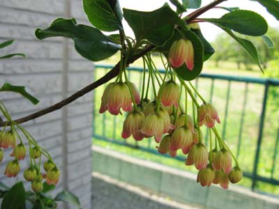 やまぼうし_f0129726_21513625.jpg
