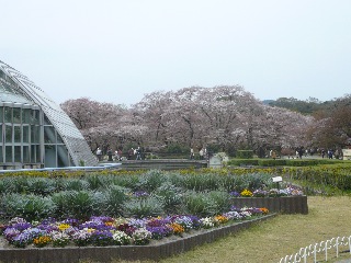 京都府立植物園 バラのチンチン_b0054727_132811.jpg