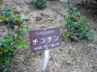 京都府立植物園 バラのチンチン_b0054727_303760.jpg