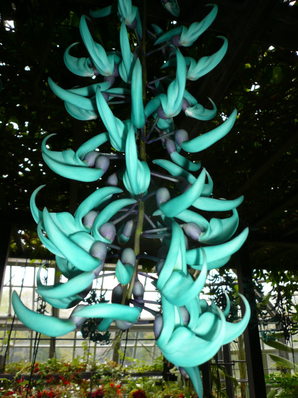 京都府立植物園 バラのチンチン_b0054727_3162616.jpg