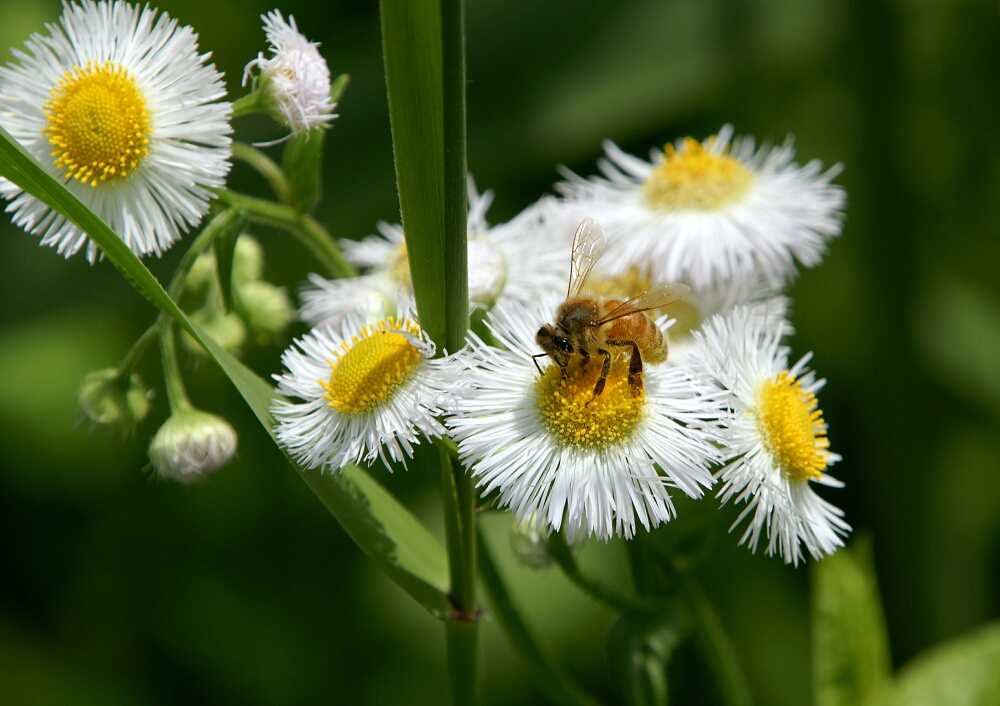 みさと公園の ハルジオン と ミツバチ と おまけの クマバチ ギャラリー 花鳥風翼ii
