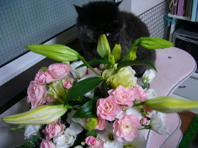 花の子マロンマロン_d0152937_12584454.jpg