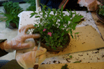 f0159844_1856954.gif