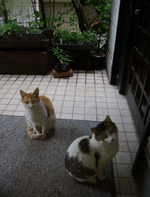 f0159844_19403790.gif