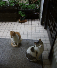 f0159844_19404846.gif
