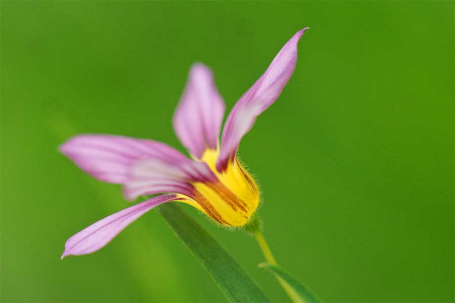ニワゼキショウ 花言葉 豊かな感情ー 自然を撮る 花と木 自然を撮る 植物編
