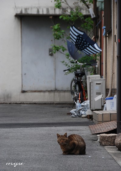 雨上がり_f0101953_199385.jpg