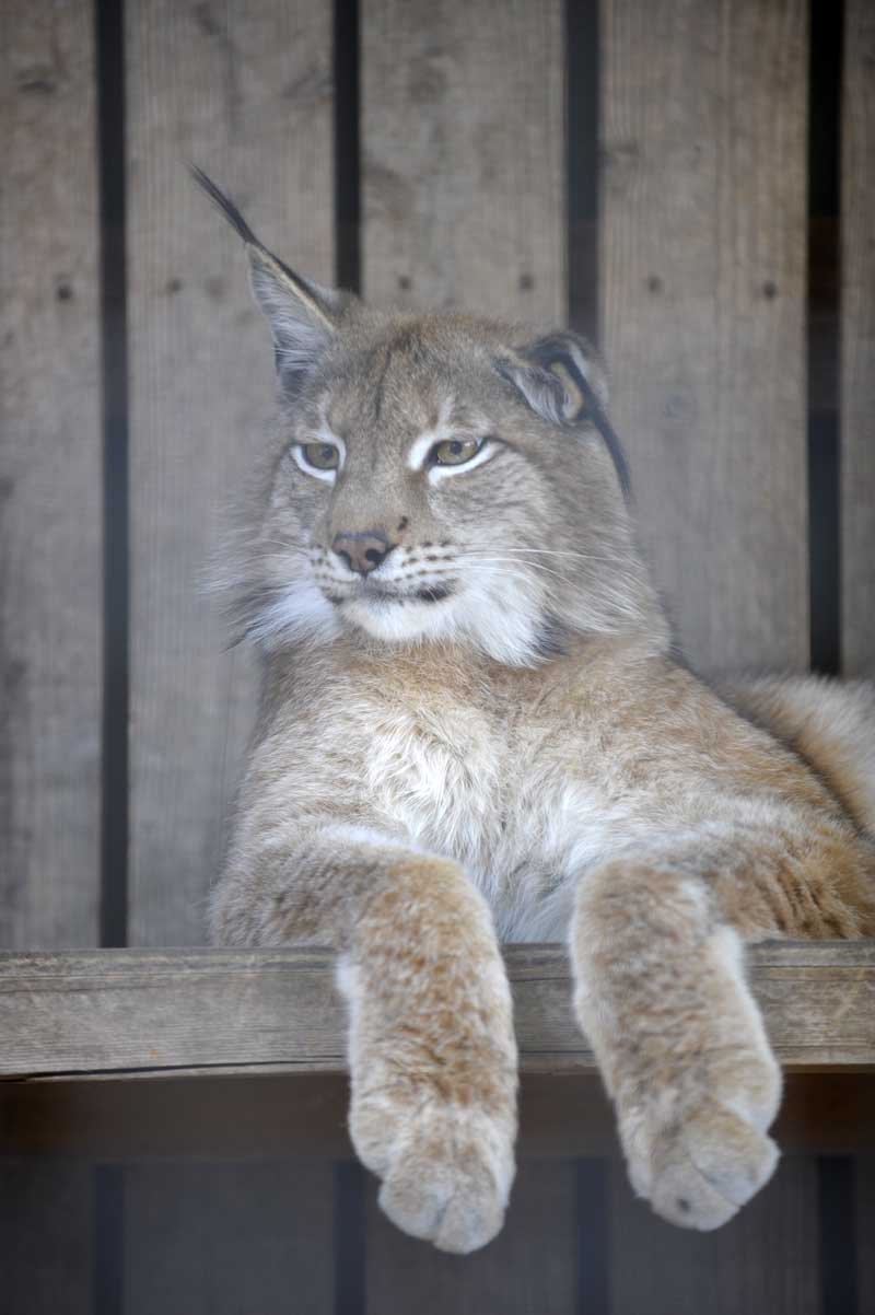 シベリアオオヤマネコ 動物園へ行こう シベリアオオヤマネコ 動物園へ行こう