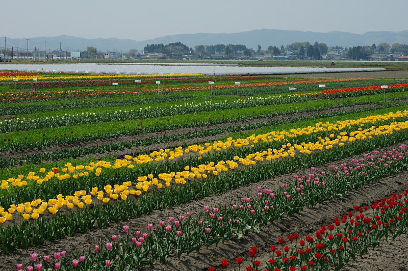 米山チューリップまつり（宮城県登米市）_e0006964_1142565.jpg