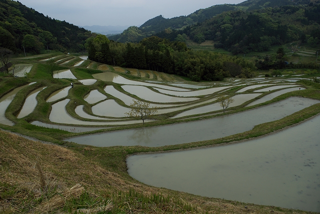 大山千枚田_f0018464_7362259.jpg