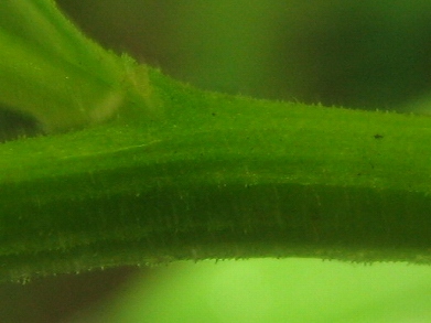 ササバギンラン(笹葉銀蘭)・・・千葉県の要保護植物_c0085874_16522459.jpg