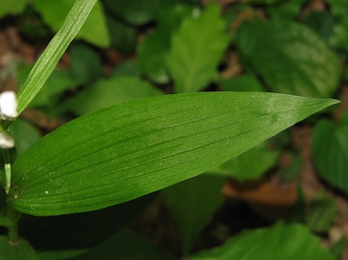 ササバギンラン(笹葉銀蘭)･･･千葉県の要保護植物_c0085874_16531581.jpg