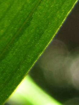 ササバギンラン(笹葉銀蘭)・・・千葉県の要保護植物_c0085874_16545352.jpg