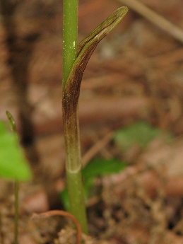 ササバギンラン(笹葉銀蘭)・・・千葉県の要保護植物_c0085874_1655788.jpg