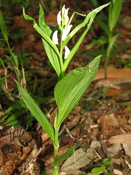 ササバギンラン(笹葉銀蘭)・・・千葉県の要保護植物_c0085874_179072.jpg