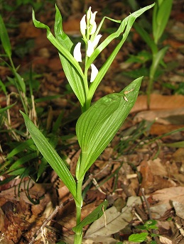 ササバギンラン(笹葉銀蘭)･･･千葉県の要保護植物_c0085874_179072.jpg