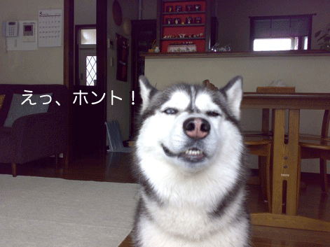 d0087675_11362169.gif
