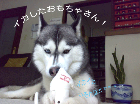 d0087675_12501987.gif