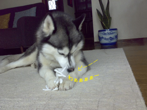d0087675_12534073.gif