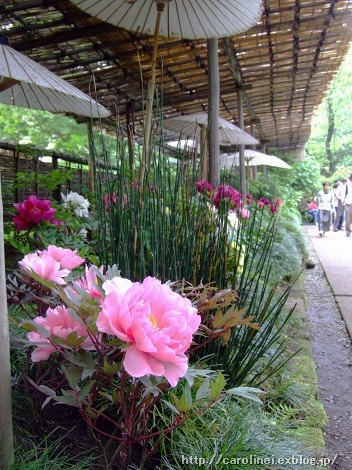 上野東照宮ぼたん苑_d0025294_15123967.jpg
