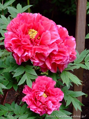 上野東照宮ぼたん苑_d0025294_1513130.jpg