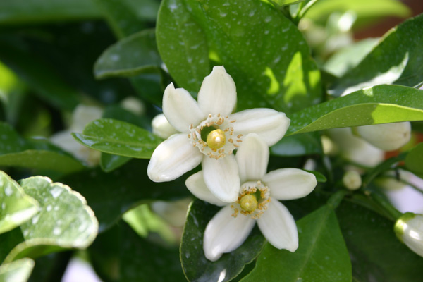 夏みかんの花が香っています！_b0076096_1491989.jpg