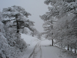 母の日に純白の雪プレゼント_e0120896_7371950.jpg