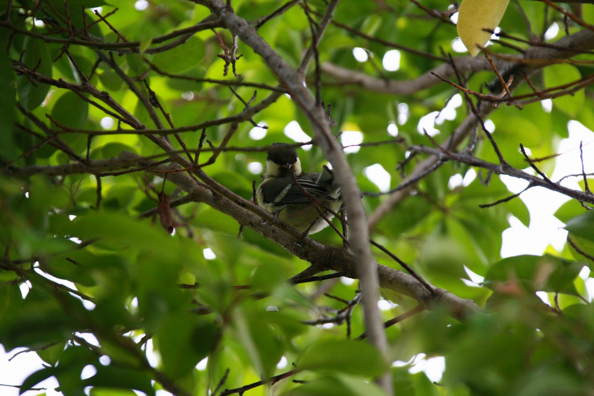 シジュウカラの幼鳥_f0148697_18171348.jpg