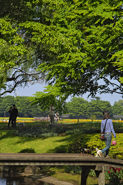 国営昭和記念公園、フラワーフェスティバル2008をやっていました_d0069398_815018.jpg