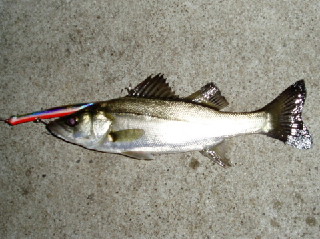 c0023804_11201316.jpg