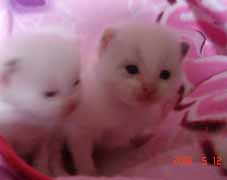 ラグドールの子猫もうすぐ生後3週間_e0033609_23114251.jpg