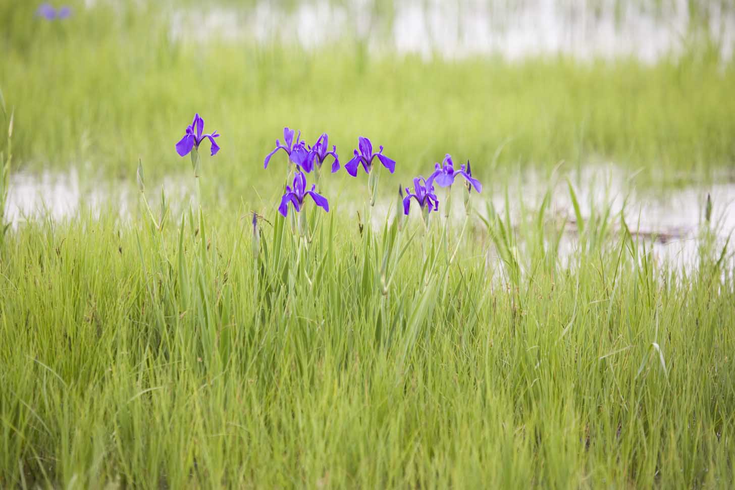 小堤西池のカキツバタ群落_c0097723_16561632.jpg