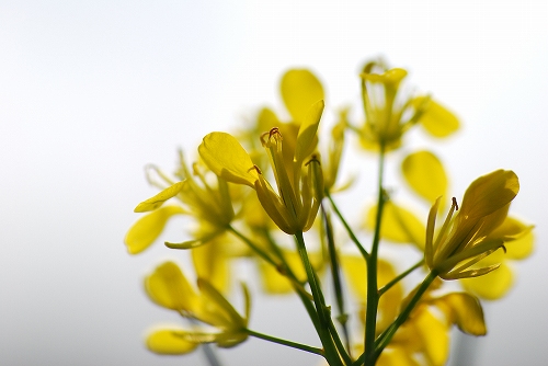 菜の花。_e0135024_1821974.jpg