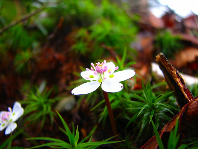 5月3～4日　雲取山の花達♪_b0097836_172115.jpg