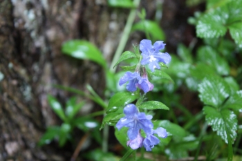 高尾山の山草園①_c0118352_014722.jpg