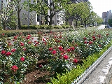 d0006756_10391849.jpg