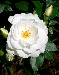 d0006756_10453930.jpg
