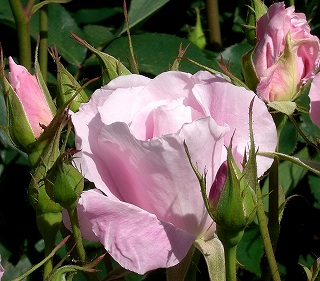 d0006756_10464641.jpg