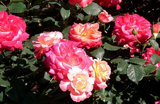 d0006756_10472480.jpg