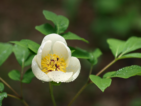 山芍薬（ヤマシャクヤク）_a0067758_17592352.jpg