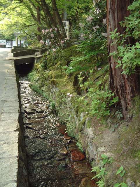 青葉が誘う 新緑の京都!散歩編①_f0029571_0101219.jpg