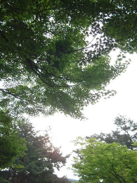 青葉が誘う 新緑の京都!散歩編①_f0029571_07861.jpg