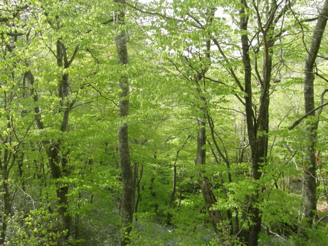 193 箒川源流のイワナ釣り 植野稔の自然遊悠学 イワナだ ヤマメだ 山菜だ きのこだ 193 箒川源流のイワナ釣り 植野稔の自然遊悠学 イワナだ ヤマメだ 山菜だ きのこだ