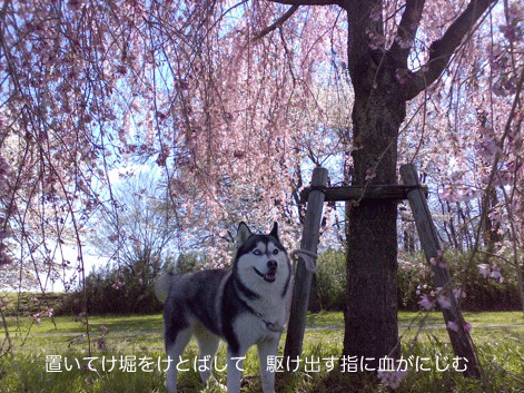 d0087675_0334996.gif