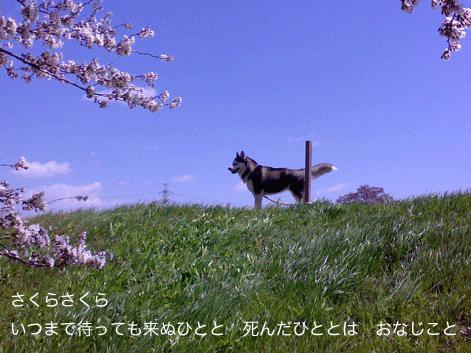 d0087675_0361165.gif