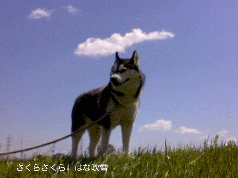d0087675_0382529.gif