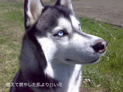 d0087675_0413732.gif