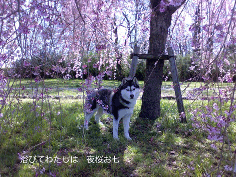 d0087675_042223.gif