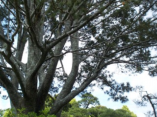庭園講座9 相楽園_e0042581_1023431.jpg