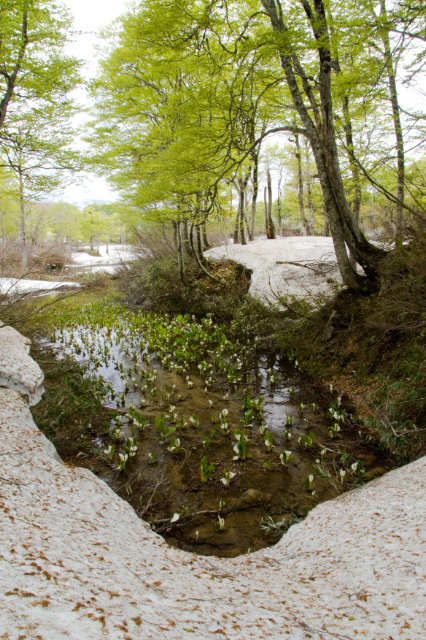 山形県 西川町 月山の新緑_c0092386_20281552.jpg